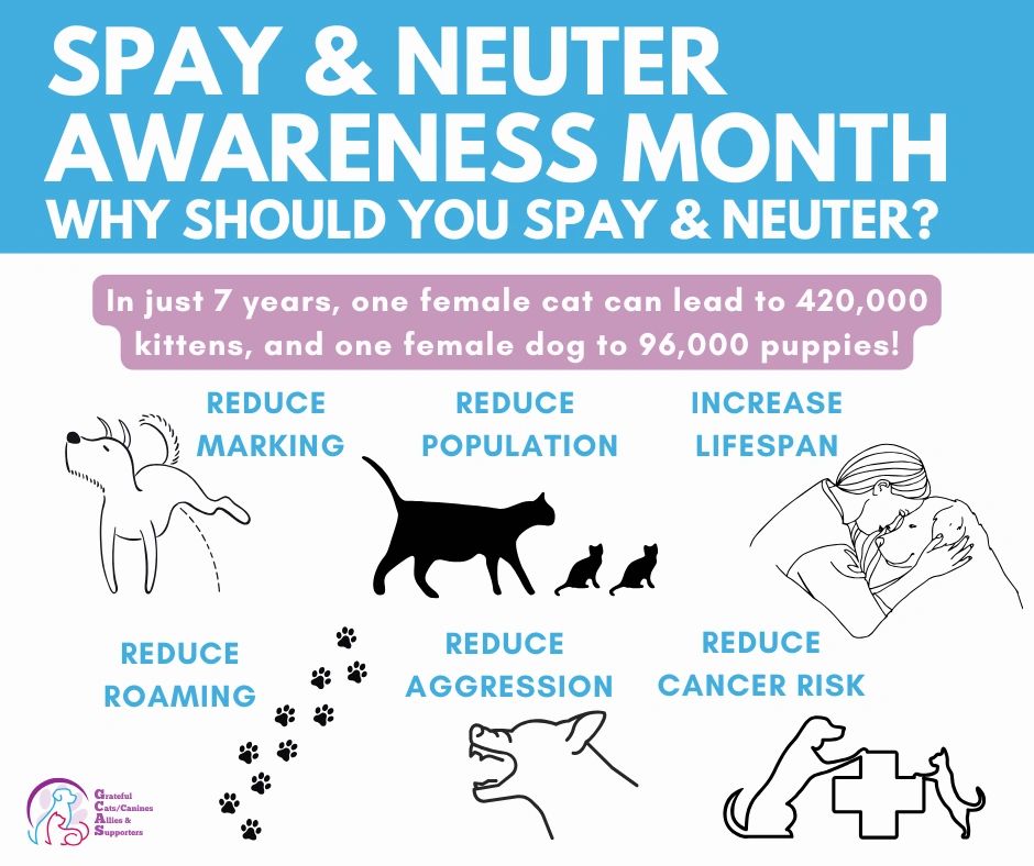 spay-neuter-awareness-month